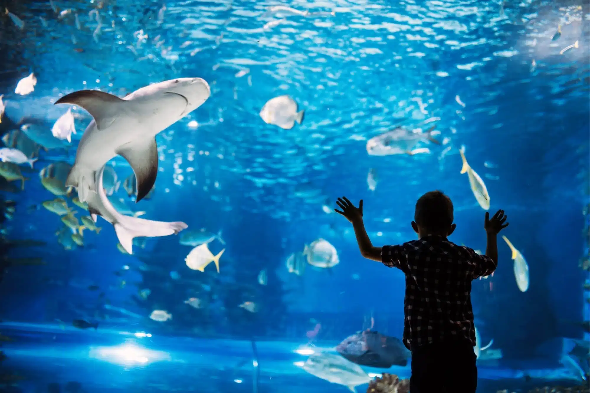 aquarium la rochelle camping ile de re